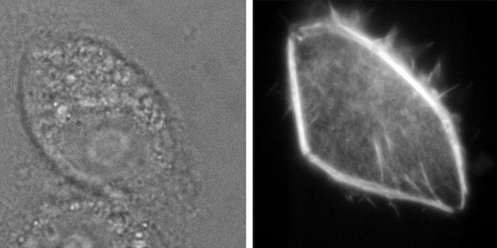 Working to use Fluorescence Microscopy with Live Cells