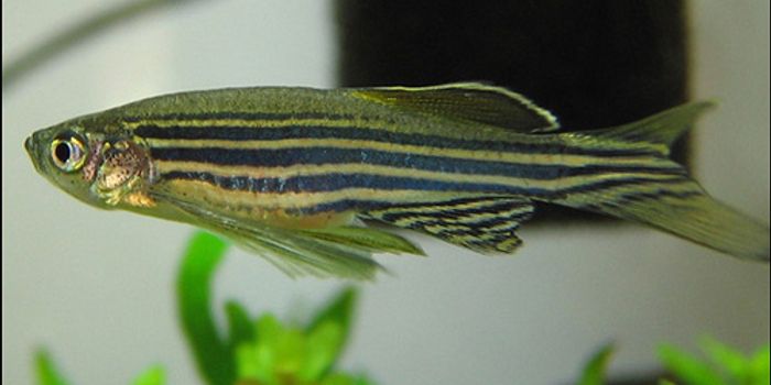 Common Parasite may be Affecting Zebrafish Research