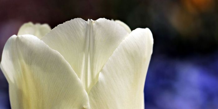 New Drug Combo Eliminates Pancreatic Cancer in Mice