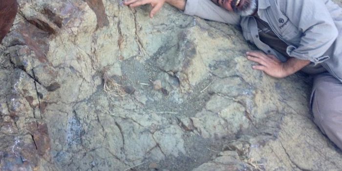 Scientists Study Large 1.2-meter Dinosaur Footprint in Bolivia