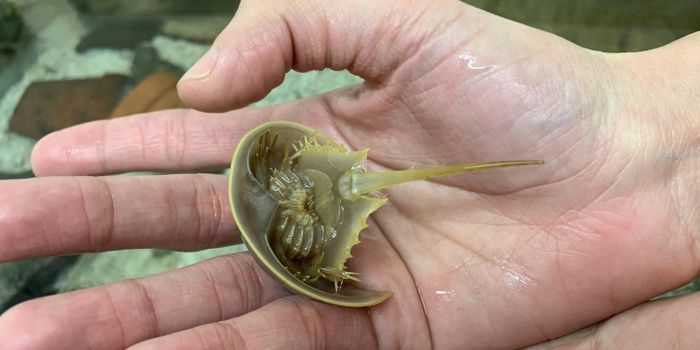 Horseshoe Crabs are Relatives of Scorpions and Spiders