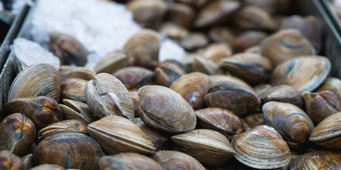 Synthetic Cement Inspired By Mussels