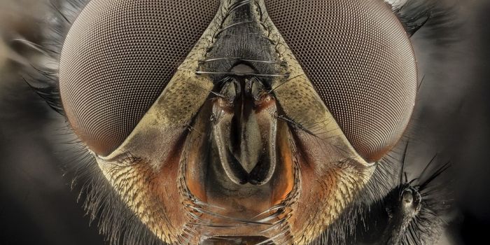 The Science Behind Fruit Flies