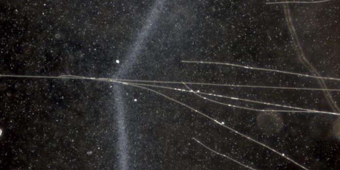 A Microbial Cable That Uses Electricity to Live