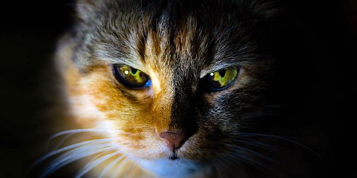 Cats Successfully Treated with Gene Therapy