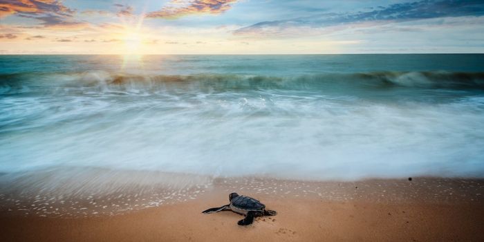 Using Drones with Heat-Sensing Cameras to Protect Sea Turtle Nests