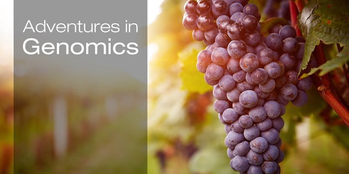 Fungus Inhibits Plant Disease Caused by Microbes