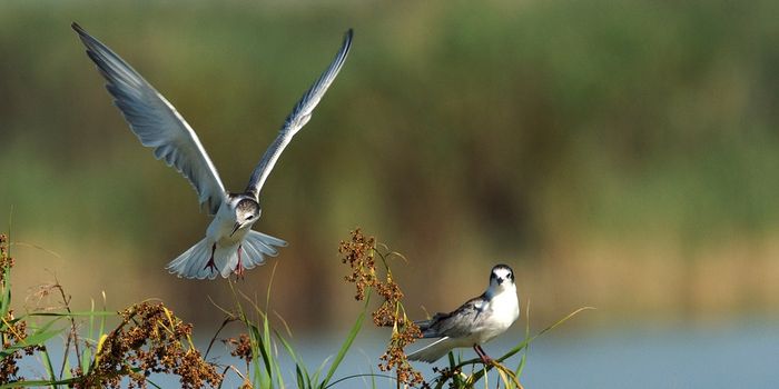 Legacy chemicals found in migratory birds