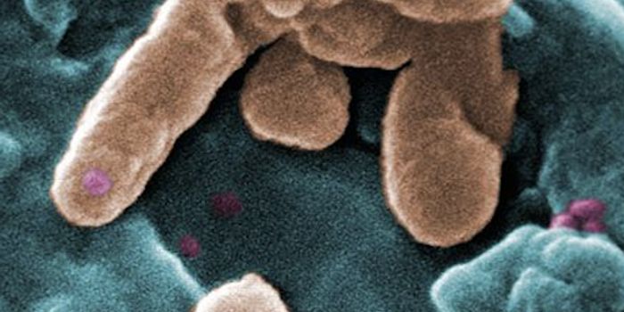 Pond Virus Cures Patient's Antibiotic-resistant Infection