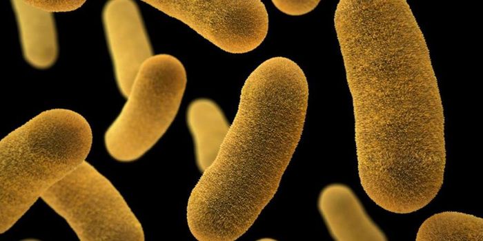 Bacterial Proteins Form a Network to Attack Their Host Cell