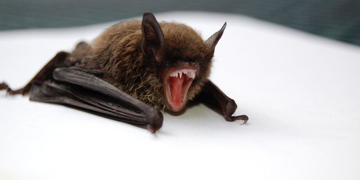 Lab-Grown Bat Guts Offer Clues on Viral Outbreak Origins