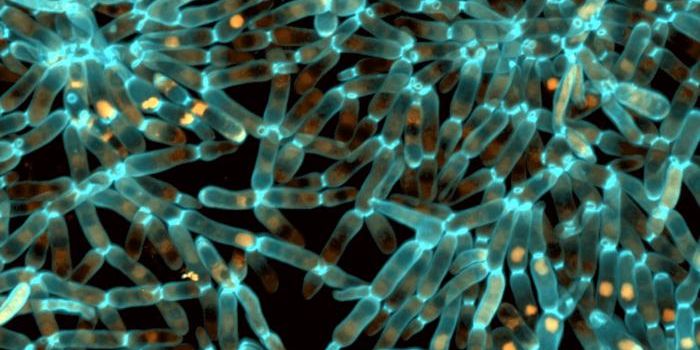 Changes in Protein Folding Can Drive Evolution