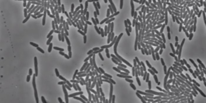 New Ideas About How Bacteria Control Cell Division