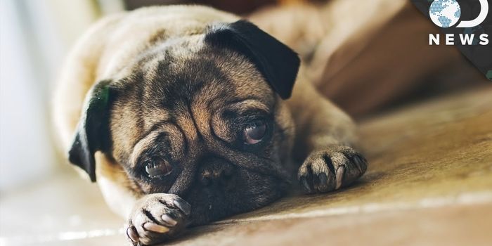 Here's Why Dogs May Have Optimistic and/or Pessimistic Qualities