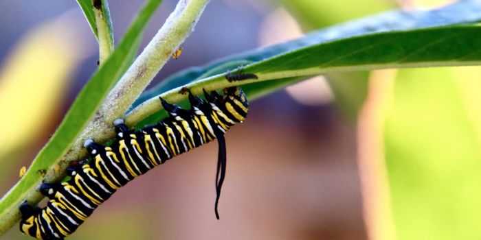 As Winters Warm, Animals and Plants are on the Move