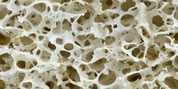 Saving Face: Scientists Grow Jawbones in the Lab