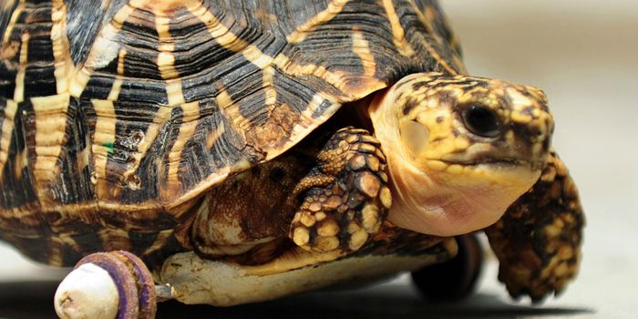 Amputee Tortoise Gets Wheels to Help it Around