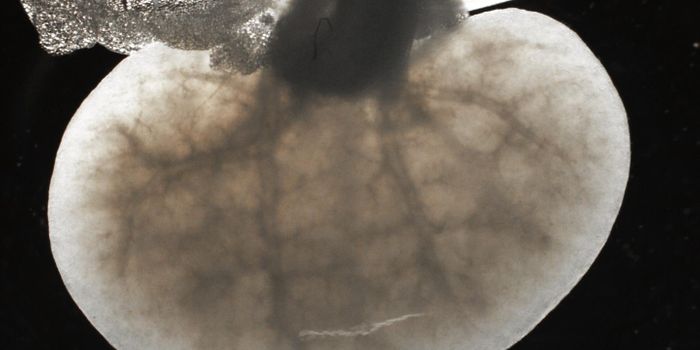 The Extracellular Matrix Revealed in Three Dimensions