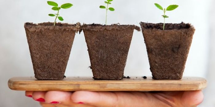 Making Cardiac Medicine From Foxglove Plants