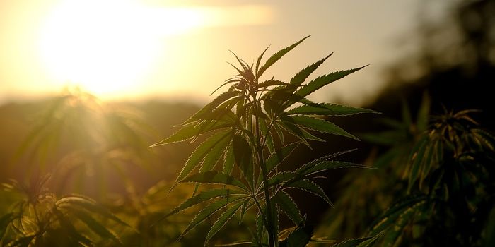 What do Student Doctors and Medical Professionals Think of Cannabis?