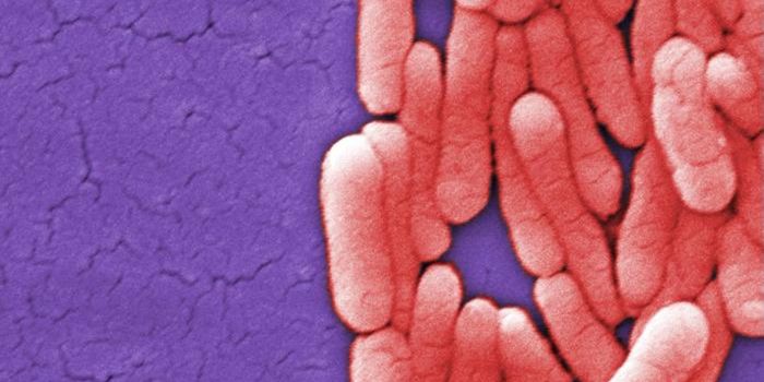 Neurons in the Gut Can Detect Salmonella & Protect Against Infection