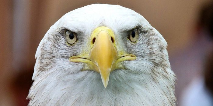 Iconic Bald Eagles are Thriving