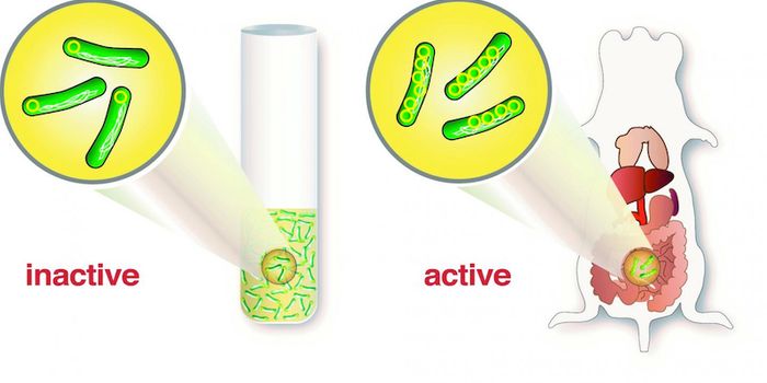 Pathogenic Bacterium Uses Gene Amplification to Cause Infection