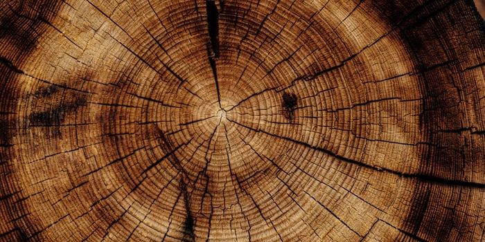 Converting Wood into Pharmaceutical Compounds