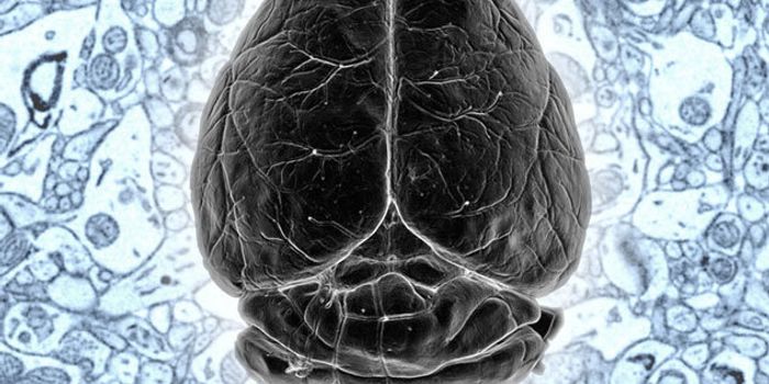 Open Road to the Circuit Diagram of the Brain