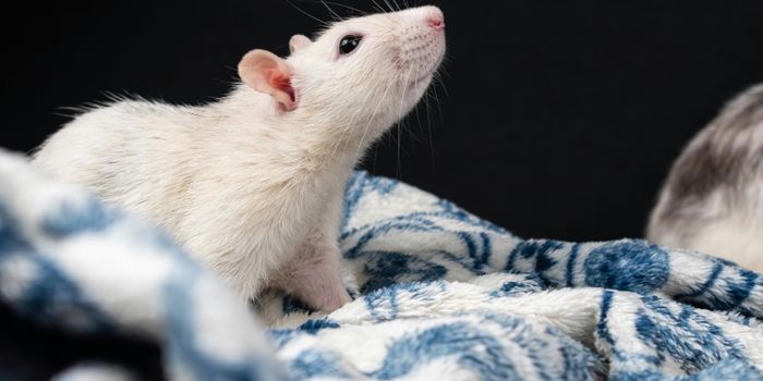 Study Observed Rats With Higher Natural Stress Levels More Likely to Self-Administer Cannabis
