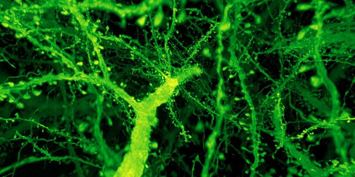 A Flight Through a Fly's Brain