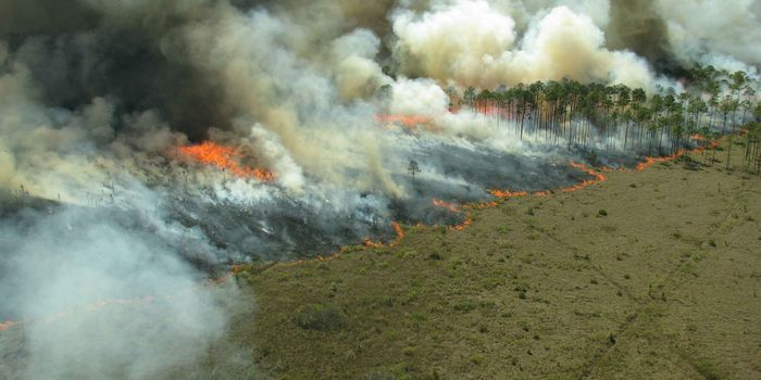 Fire as Medicine:  How Indigenous fire management methods shaped our modern landscape