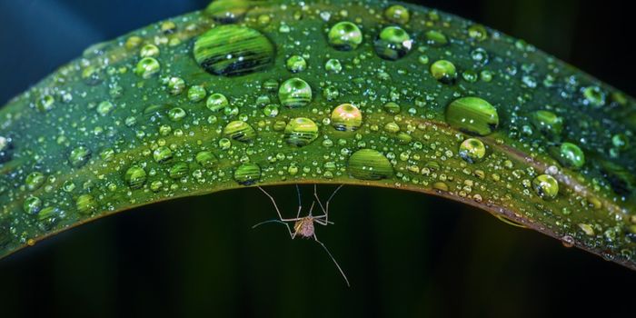 An Emerging Threat: The Jamestown Canyon Virus