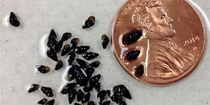 DNA Tool Helping Biologists Find Elusive or Invasive Species