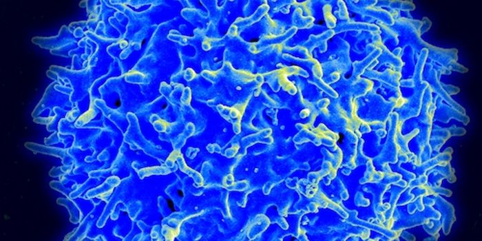 Tumors Eradicated by Immune-stimulating Agents