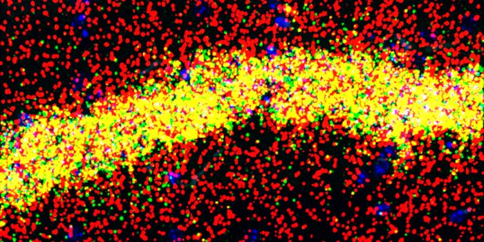 Two Studies Reveal New Details About Memory and Learning