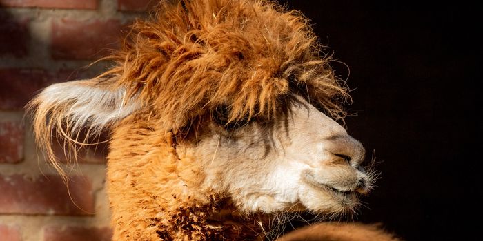 Inhaling a Puff of Llama Antibodies to Relieve COVID