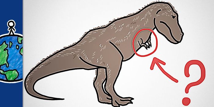 Why Did the T. Rex Have Such Puny Arms?