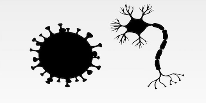 Nanoparticles Pass the Blood-Brain Barrier in Zebrafish