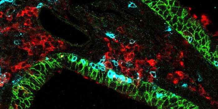 Amping Up Immunity to Respiratory Viruses by Targeting Memory T Cells in the Lungs