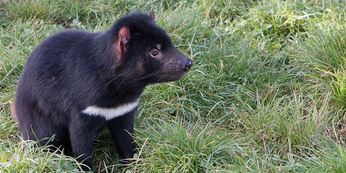 Tasmanian Devils Return to Mainland Australia