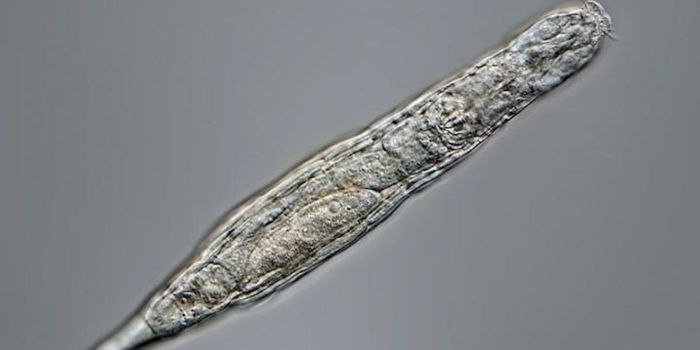 A 24,000-Year-Old Rotifer From the Siberian Arctic is Alive & Thriving