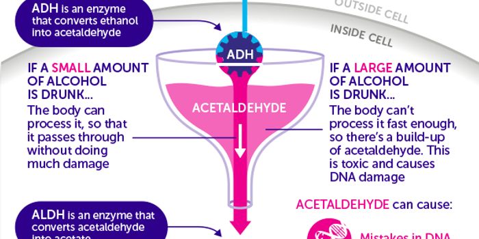 Alcohol Harms Stem Cell DNA, Increases Cancer Risk