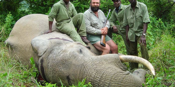 Will Trump ban elephant trophy hunting imports?