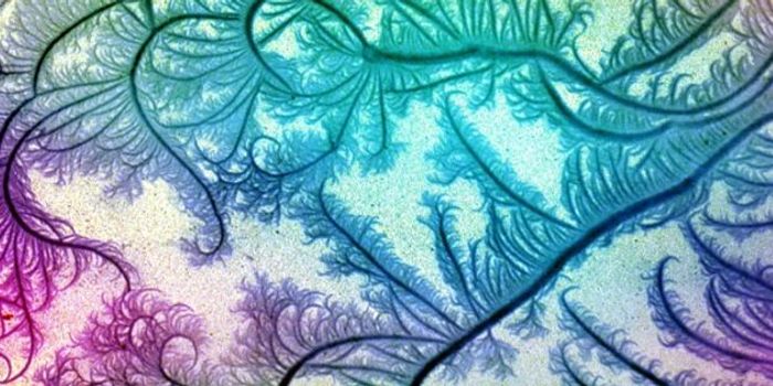 Better Know a Microbe: Paenibacillus