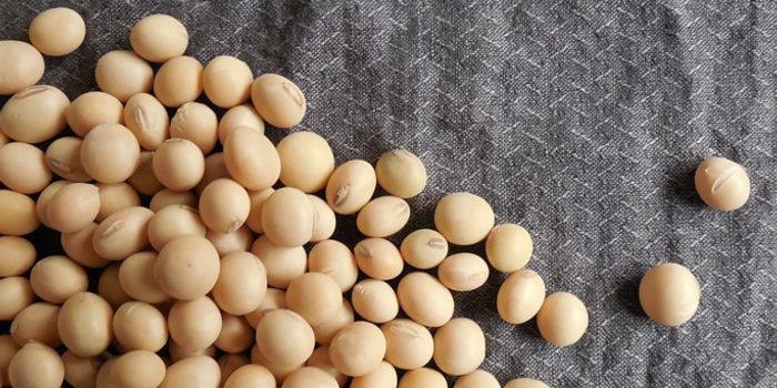 Timing is Everything in the Cancer-Soy Connection