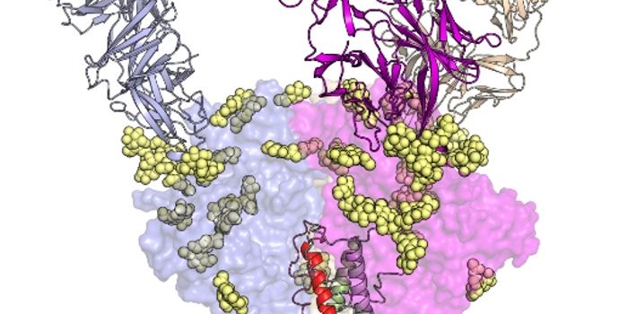 In Pursuit of AIDS Vaccine, TSRI Scientists Shed Light on Antibody Origins