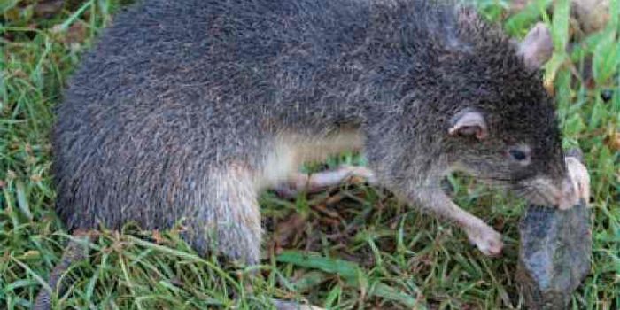 New Giant Species of Rat Discovered on Manus Island