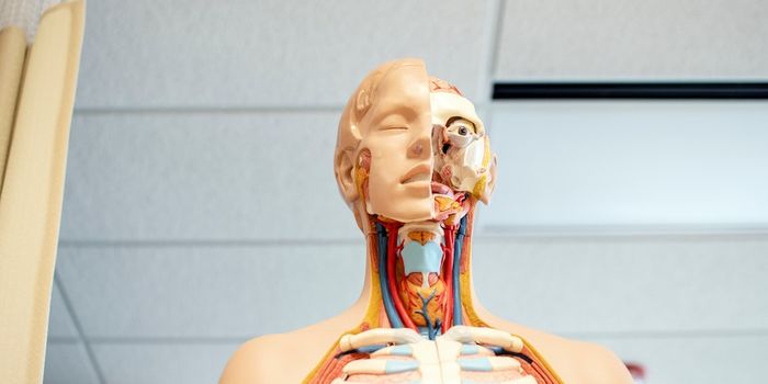 The Endocannabinoid System and Why We Should Care