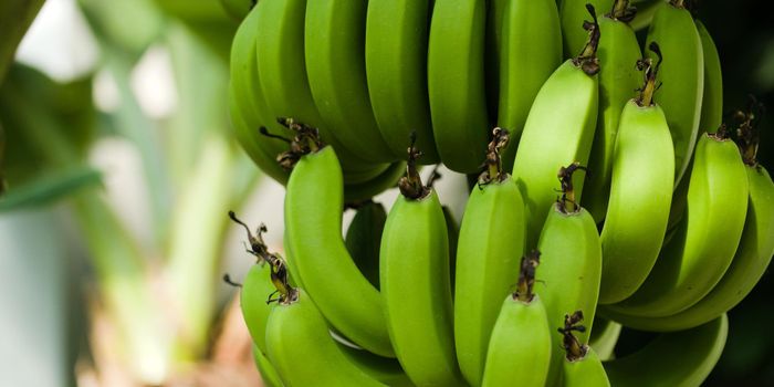 Fiber in Green Bananas Protects from Some Cancers